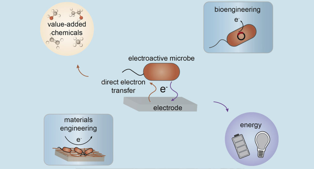 Engineering the interface between electroactive bacteria and electrodes