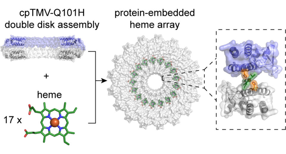 Protein-Embedded Metalloporphyrin Arrays Templated by Circularly Permuted Tobacco Mosaic Virus Coat Proteins