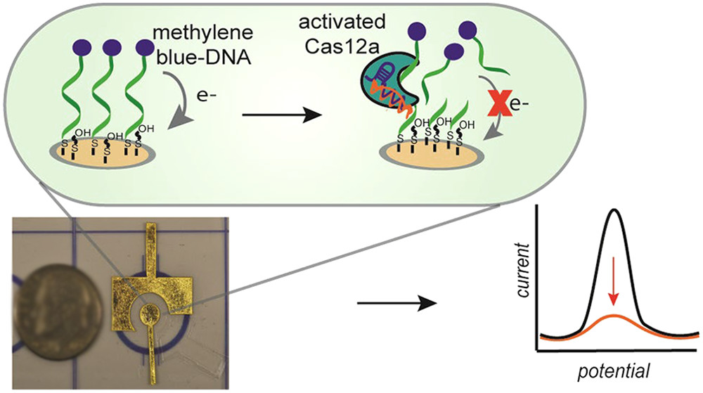 Electrochemical Strategy for Low-Cost Viral Detection