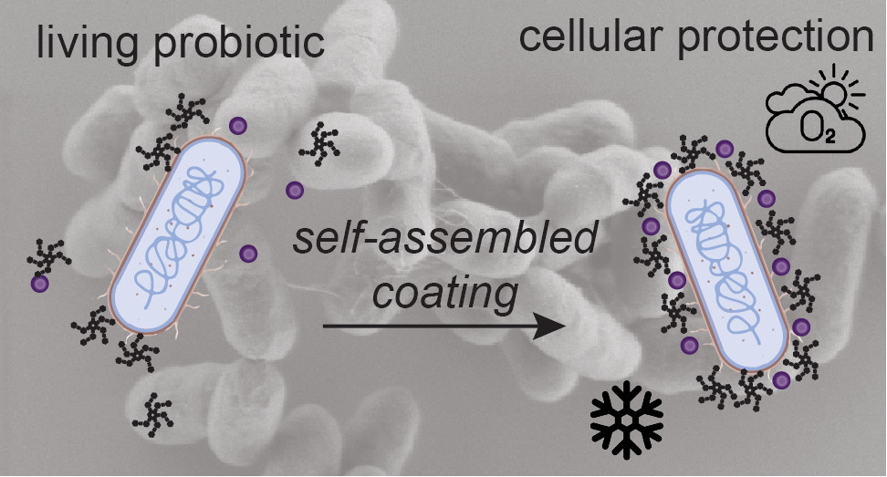 Surface Requirements for Optimal Biosensing with Disposable Gold Electrodes