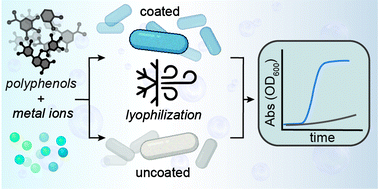 Metal-phenolic networks as tuneable spore coat mimetics