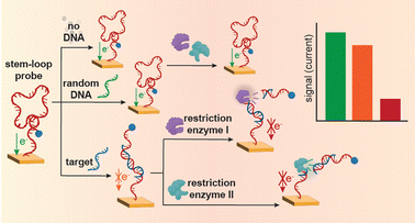 Improving electrochemical hybridization assays with restriction enzymes