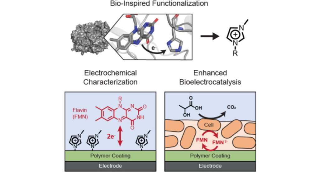 Mixed Conducting Polymers Alter Electron Transfer Thermodynamics to Boost Current Generation from Electroactive Microbes